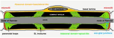 Myelinating Schwann Cell Polarity and Mechanically-Driven Myelin Sheath Elongation